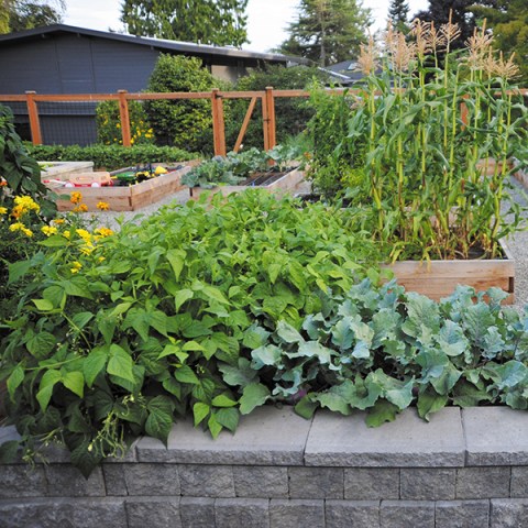 How much garden